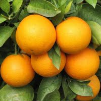 湖南永兴冰糖橙农产品新鲜水果纯天然甜橙脐橙土特产橙子18斤包邮