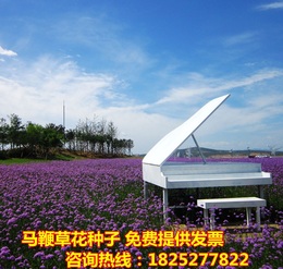 柳叶马鞭草种子蓝紫色 阳台庭院盆栽观花籽四季播景观 公斤批发