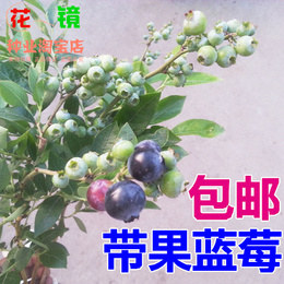 带果结果盆栽地栽果树苗 蓝莓树苗 蓝莓苗 南北方种植 带叶挂果发