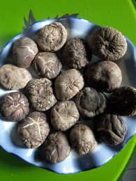 河南南召香菇干货（250g包邮）5公分左右香菇食用菌 蘑菇剪根