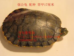 巴西龟种公繁殖龟7年以上公龟大彩龟成熟交配宠物龟精品乌龟