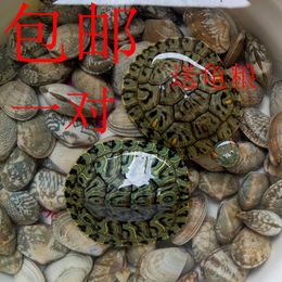 2015宠物龟巴西龟背甲5-6厘米一对招财龟免费包装包邮送龟粮