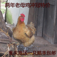 重庆黄水武陵山脉正宗2年散养土鸡农家老母鸡草鸡柴鸡散自养笨鸡
