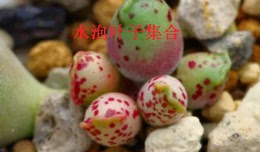 韩国进口多肉植物水泡系列叶片朱紫玉海豹梅花鹿玛丽安草莓赤兔