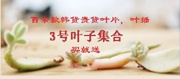韩国进口多肉植物叶片叶子贵货叶子叶插小苗套餐包邮100多品种
