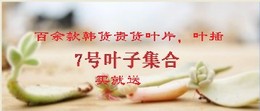 韩国进口多肉植物叶片叶子贵货叶子叶插小苗套餐包邮姬莲系列