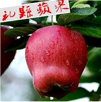 礼县苹果新鲜水果红元帅花牛苹果胜山东烟台苹果蛇果10斤75mm