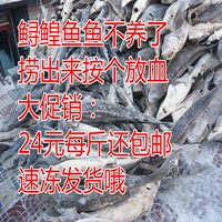 黑龙江东北特产抚远县特产鲟龙鱼七里黄鱼鲟鳇鱼新鲜速冻冷冻发货