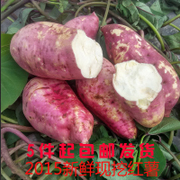 现挖红薯新鲜番薯红皮白心有机蔬菜山芋 农家自种地瓜 甜薯批发