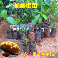 包邮 新品种  榴莲蜜苗 榴莲树苗 马来西亚品种 南方种植