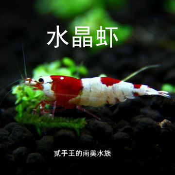 S级/练手 红白水晶虾 观赏虾 宠物虾 百分百实物拍摄