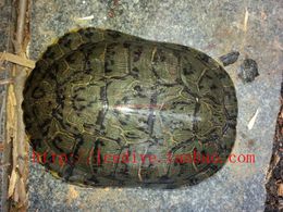 2015最新彩龟观赏龟极品纹路巴西彩龟宠物龟公龟背甲18厘米