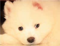 纯白色的自家犬舍繁殖纯种日本银狐幼犬 日本尖嘴幼犬 萌萌哒