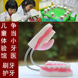 儿童早教中心/体验馆刷牙护牙教具 牙齿模型假牙口腔牙齿护理模型