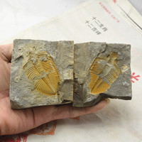 湘西原产地 天然 对开三叶虫化石标本 王冠虫化石 地质教学标本