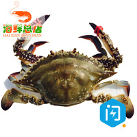 北京野生新鲜母蟹梭子蟹红膏鲜活满黄 海梭子蟹螃蟹300g飞蟹海鲜