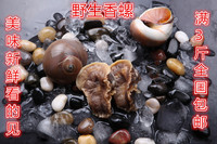 3份包邮 新鲜香螺 野生香螺 饭店品质 海鲜特产 新鲜特价 500g