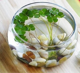 特价水培植物用睡莲碗莲透明玻璃花瓶花盆圆口器皿 植物 水培