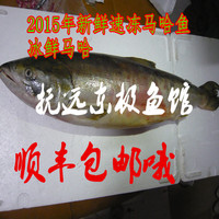 黑龙江特产抚远特产未腌制2015新鲜大马哈鱼纯野生鱼东北大鱼