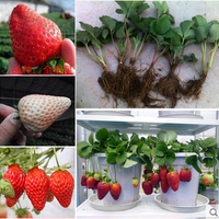 四季 盆栽草莓苗 攀援 草莓苗子 草莓苗促销 牛奶草莓 红颜草莓