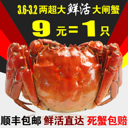 【12只起售】正宗阳澄湖大闸蟹 鲜活 母螃蟹公螃蟹现货 3.6-3.2两