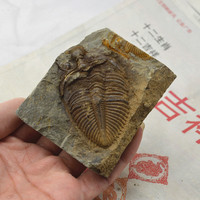 湖南 湘西原产地 天然 三叶虫化石标本 王冠虫化石 地质教学标本