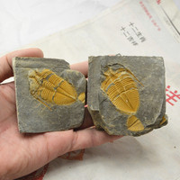 湘西原产地 天然 对开三叶虫化石标本 王冠虫化石 地质教学标本