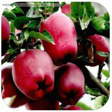 苹果树苗 红色之爱 红肉苹果树苗 水果树苗果树盆栽可地栽果树