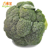 东升品质保证蔬菜 无公害西兰花 绿花椰菜 新鲜青花菜 500g配送