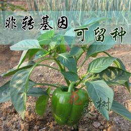 春播老品种非转基因小青椒蔬菜种子四季新手阳台易种菜盆栽辣椒苗