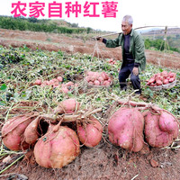 四川农家富硒新鲜红薯白心山芋甜地瓜有机红番薯 宝宝辅食红苕6斤