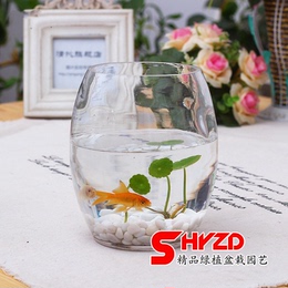 新款透明玻璃鹅蛋水培花瓶 绿萝专用时尚简洁大方 易清洗