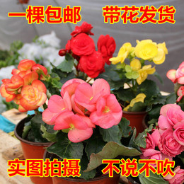 包邮玫瑰海棠丽格海棠盆栽花卉室内绿植当年开花红橙黄粉包活