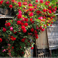 多花蔷薇花苗5年 爬藤植物花卉绿植盆栽庭院阳台攀援四季观花玫瑰