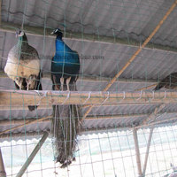 蓝孔雀饲养场地的建设及设备