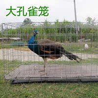 3个月至1年半蓝孔雀养殖笼