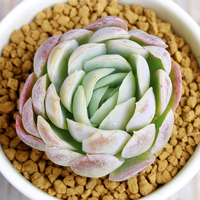 Z【日系冰莓】 韩国进口多肉植物盆栽肉肉植物 办公室内绿植花卉