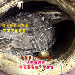 天天下蛋青年鹌鹑鸟鹌鹑活体可繁殖28省市县乡包活到家