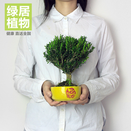 【天天特价】绿居植物黄杨小盆景 室内绿植花卉盆栽植物 送礼礼品