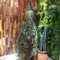 天然蓝孔雀标本 仿真动物标本 鸟标本手工艺品家居装饰品摆件教学