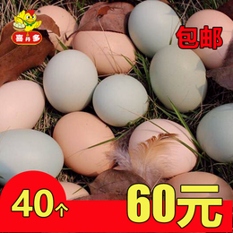 长沙土鸡蛋 喜丹多农家散养土鸡蛋草鸡蛋新鲜土鸡蛋特产包邮40个