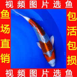 进口日本锦鲤 孔雀锦鲤活体纯种 鱼苗 精选风水鱼观赏鱼精品