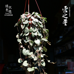 多肉植物  爱之蔓 紫玄月 佛珠吊兰盆栽垂吊系列 绿植花小盆栽