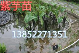 水生植物紫芋苗水芋头苗湿地绿化造景池塘绿化浮岛工程绿化水体