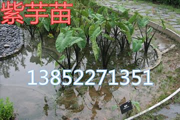 水生植物紫芋苗水芋头苗湿地绿化造景池塘绿化浮岛工程绿化水体