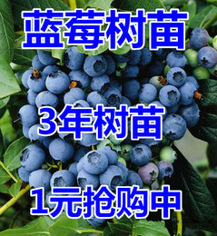 蓝莓苗盆栽果树苗当年结果南北方种植带原土发货包邮