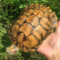 包邮大巴西彩龟巴西龟黄金龟宠物龟活体背甲11-25厘米公母可配