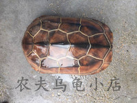 中华草龟金线龟宠物龟乌龟活体招财龟大乌龟大母草背甲11-20厘米