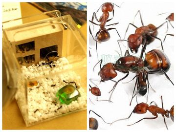 森林蚂蚁 新手宠物蚂蚁套餐 后院+尼科巴弓背新生群落1后5-10工