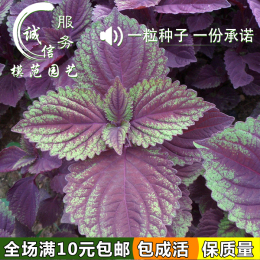包邮花卉种子 紫叶苏种子 紫苏种子 阳台盆栽香草室内蔬菜籽